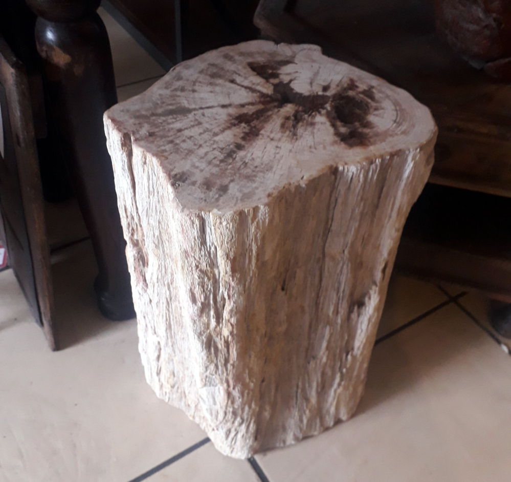 Hocker oder podest aus versteinertem holz